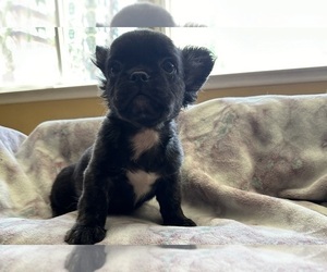 French Bulldog Puppy for sale in DISCOVERY BAY, CA, USA