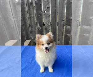 Pomeranian Puppy for sale in GREENWOOD, IN, USA