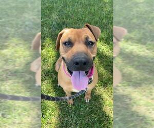 Black Mouth Cur Dogs for adoption in Chula Vista, CA, USA