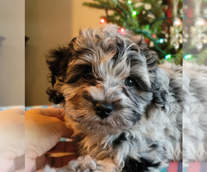 Cock-A-Poo Puppy for sale in TAMPA, FL, USA