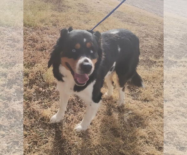 Medium Photo #3 Australian Shepherd-Unknown Mix Puppy For Sale in Grafton, WI, USA