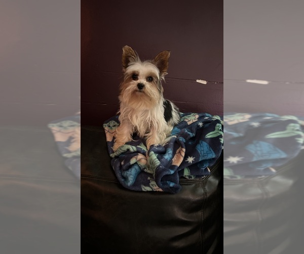 Medium Photo #1 Yorkshire Terrier Puppy For Sale in BRIDGETON, NJ, USA