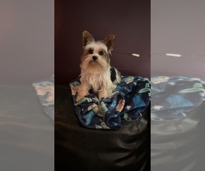 Mother of the Yorkshire Terrier puppies born on 12/12/2024