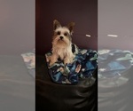 Small Photo #1 Yorkshire Terrier Puppy For Sale in BRIDGETON, NJ, USA