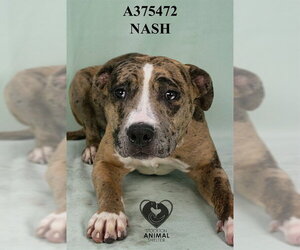 Mutt Dogs for adoption in Stockton, CA, USA