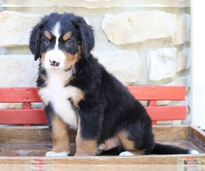 Bernese Mountain Dog Puppy for sale in FREDERICKSBG, OH, USA