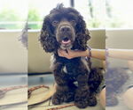 Small #8 Cocker Spaniel