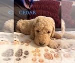 Small #10 Goldendoodle