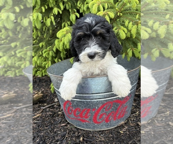 Medium Photo #2 Bernedoodle Puppy For Sale in MIDDLEBURY, IN, USA
