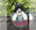 Small #1 Bernedoodle