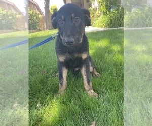 German Shepherd Dog-Mastiff Mix Puppy for sale in CANYON COUNTRY, CA, USA