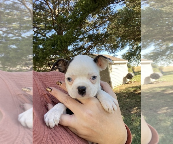 Medium Photo #9 Boston Terrier Puppy For Sale in FREDONIA, KS, USA