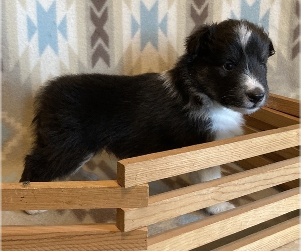 Medium Photo #9 Shetland Sheepdog Puppy For Sale in FORT MORGAN, CO, USA