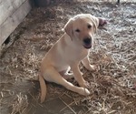 Puppy Tan Caller Labrador Retriever