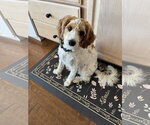 Small #2 Goldendoodle (Miniature)