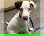Small #12 Jack Russell Terrier Mix