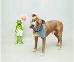 Small #1 American Bulldog Mix