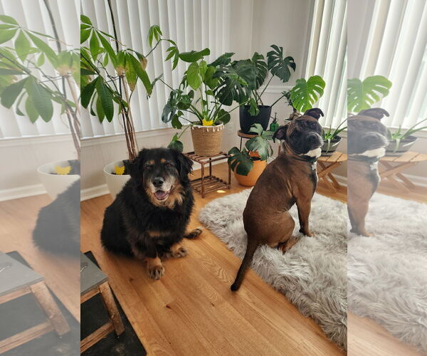 Medium Photo #19 Boxer-Unknown Mix Puppy For Sale in Holly Springs, NC, USA