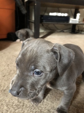 Medium Photo #1 American Pit Bull Terrier Puppy For Sale in BALTIMORE, MD, USA