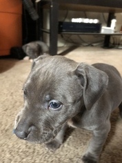 American Pit Bull Terrier Puppy for sale in BALTIMORE, MD, USA