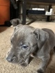 Small Photo #1 American Pit Bull Terrier Puppy For Sale in BALTIMORE, MD, USA