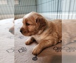 Small Photo #2 Golden Retriever Puppy For Sale in CLARKSTON, MI, USA