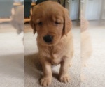 Small Photo #1 Golden Retriever Puppy For Sale in BELLINGHAM, WA, USA