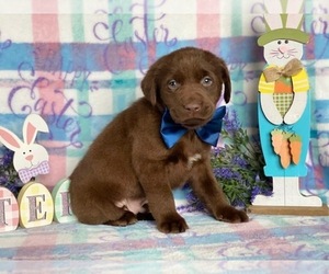 Labrador Retriever Puppy for sale in LANCASTER, PA, USA