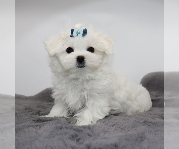 Medium Photo #3 Maltese Puppy For Sale in LOS ANGELES, CA, USA