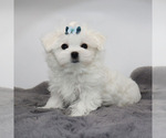 Small #2 Maltese