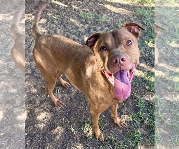 Medium Photo #3 American Pit Bull Terrier-Labrador Retriever Mix Puppy For Sale in Phoenix, AZ, USA