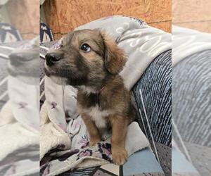 Siberian Husky-Unknown Mix Dogs for adoption in Pueblo, CO, USA