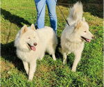 Small #4 Huskies  Mix