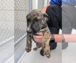 Dutch Shepherd -Unknown Mix Dogs for adoption in Corpus Christi, TX, USA