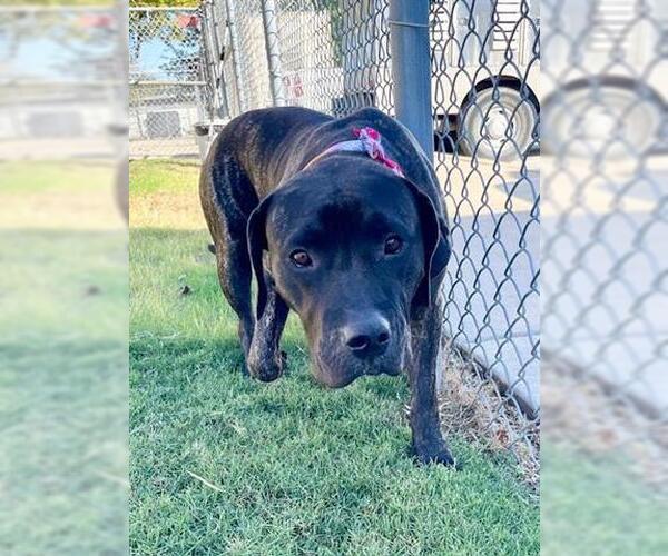 Medium Photo #1 Mutt Puppy For Sale in Tulsa, OK, USA