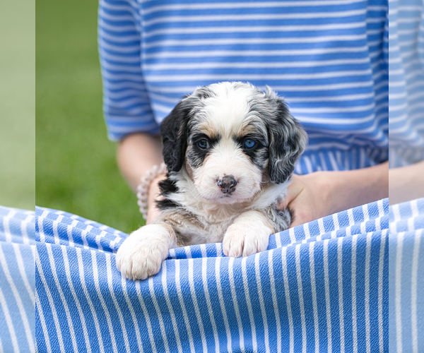 Medium Photo #5 Bernedoodle Puppy For Sale in FREDERICKSBURG, OH, USA