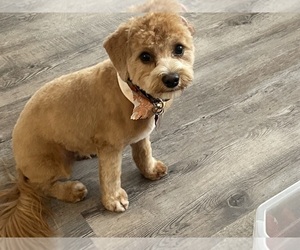 Cavachon-Cavapoo Mix Puppy for sale in CAPE CORAL, FL, USA