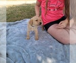 Small #20 Labrador Retriever
