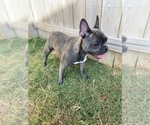 Small Photo #21 French Bulldog Puppy For Sale in BRYAN, TX, USA