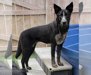 Border Collie Dogs for adoption in Highland, IL, USA