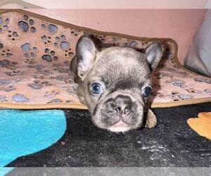 French Bulldog Puppy for sale in ANTIGO, WI, USA