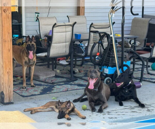 Medium Photo #2 German Shepherd Dog-Unknown Mix Puppy For Sale in Imlay City, MI, USA