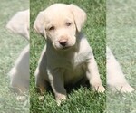 Puppy Champagne Boy Labrador Retriever