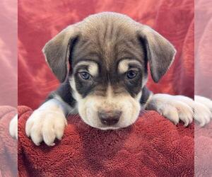 Phoenix Pup - Cardinals - Male Raggle Dog for Adoption - Photo #2