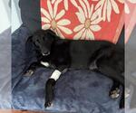 Small #2 Labrador Retriever Mix