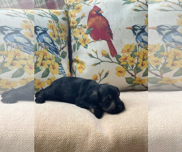 Medium Photo #3 Mutt Puppy For Sale in HOPKINSVILLE/PRINCETON, KY, NH, USA