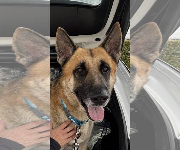 Medium Photo #2 German Shepherd Dog Puppy For Sale in Plantation, FL, USA