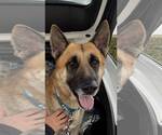Small #1 German Shepherd Dog