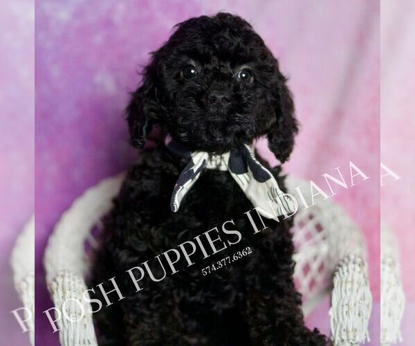 Medium Photo #2 Poodle (Miniature) Puppy For Sale in WARSAW, IN, USA