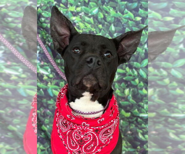 Medium Photo #5 American Pit Bull Terrier-Unknown Mix Puppy For Sale in Hillsboro, NH, USA
